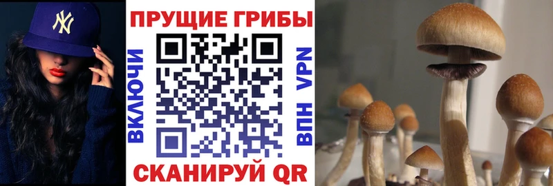 Галлюциногенные грибы Psilocybine cubensis  Купить закладки  Болхов 